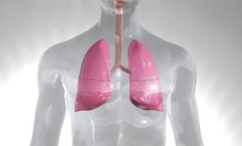 Two lungs on the human body
